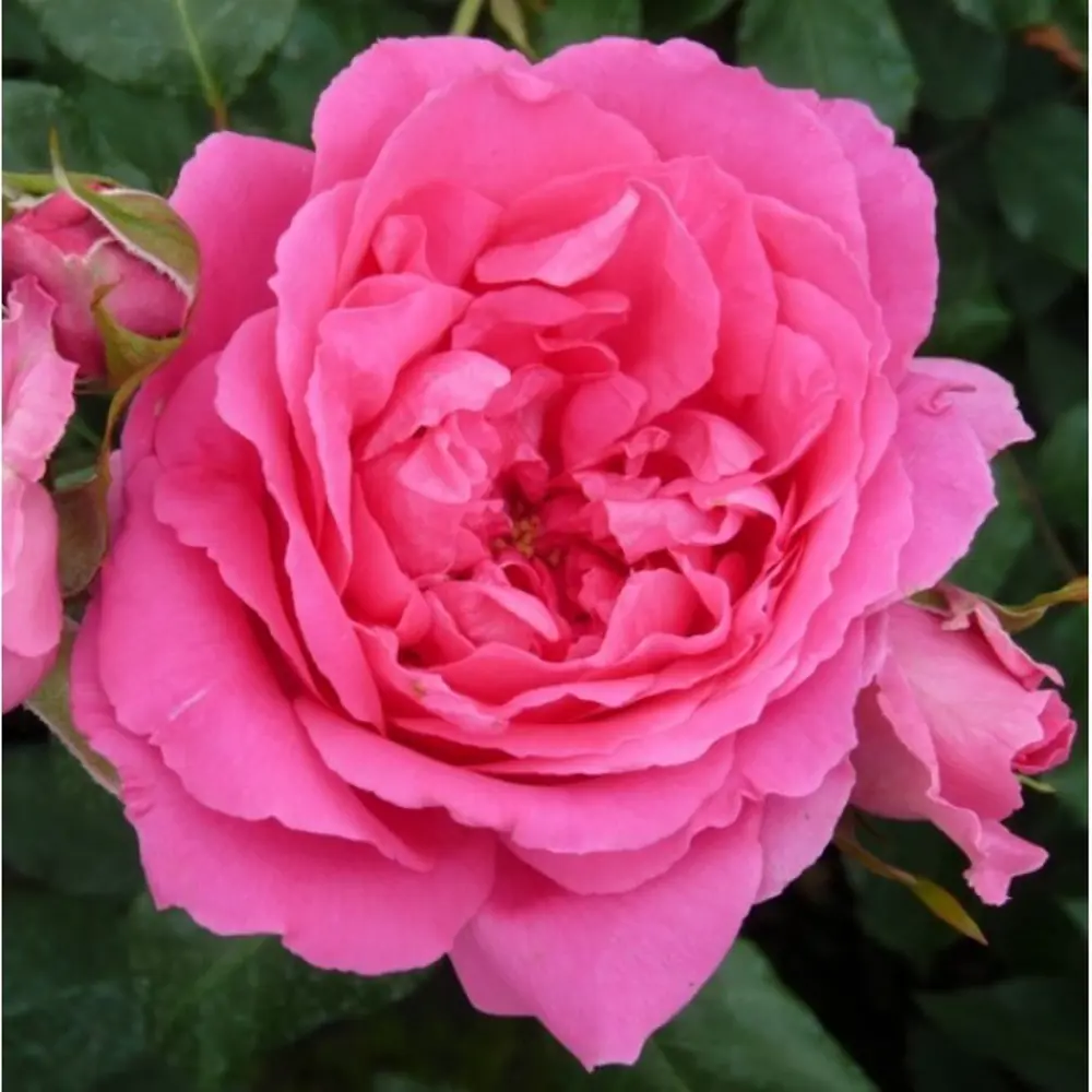 Santreyd Плетистая роза Пинк Клод - обильноцветущий сорт для вертикального озеленения 85324118 STLM-0061376 - Вид №3