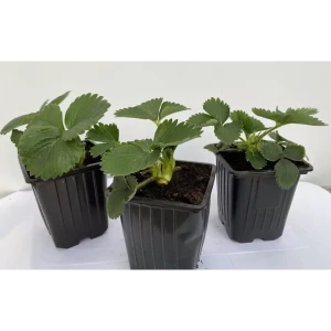 Santreyd Земляника Клери - ранний сорт с обильным урожаем 89366451