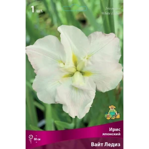 Ирис японский Вайт Ледиз луковица I 83597281 STLM-2211933