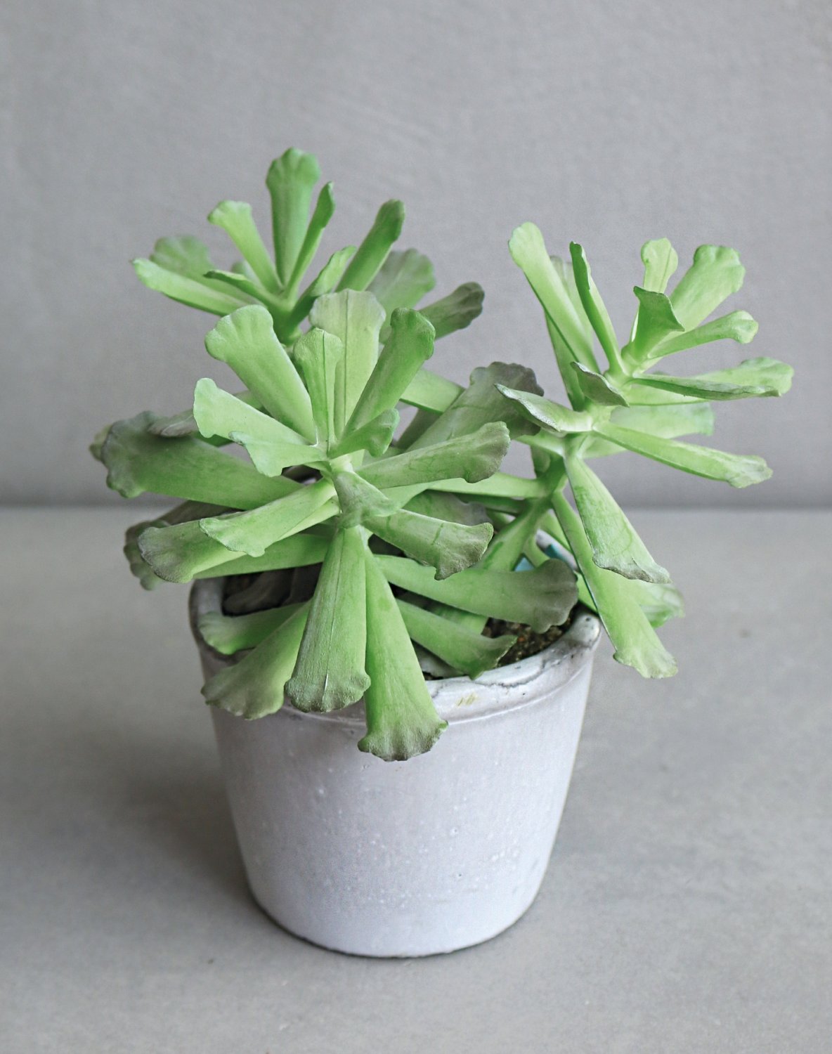 6101 883 a3 Искусственный суккулент, горшок, 18 см, зеленый H-andreas  - Вид №3