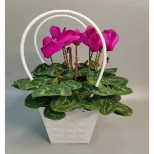 Цикламен в сумочке микс ø12 h35 см 89414203 STLM-2177716