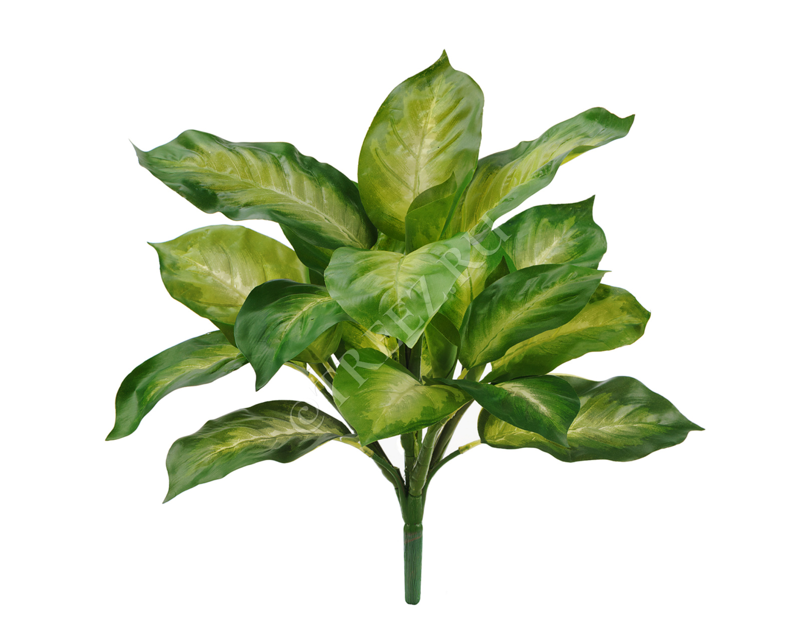 20.1440NY Диффенбахия золотая куст Цветочная коллекция 