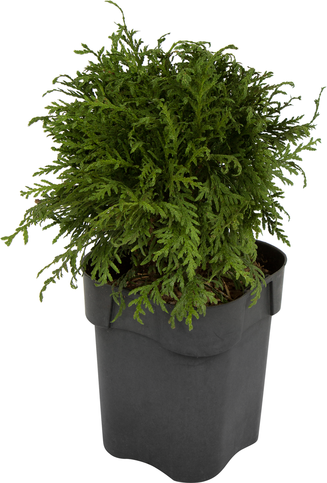 Туя западная Даника Santreyd - шаровидный хвойник для сада 82219057 STLM-0022193