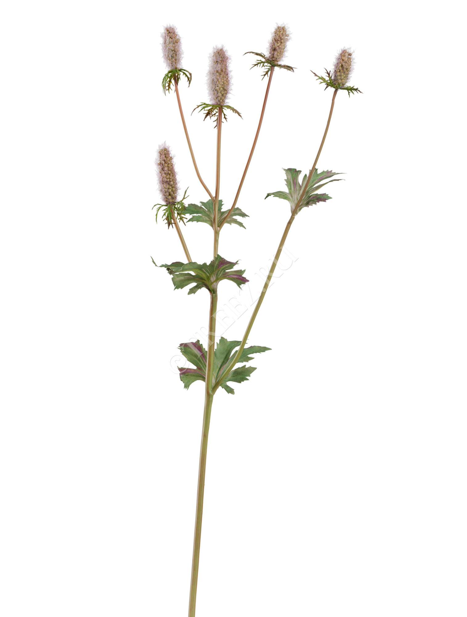 30.0617207LPU Эрингиум Элегант светло-сиренево-зелёный Цветочная коллекция 