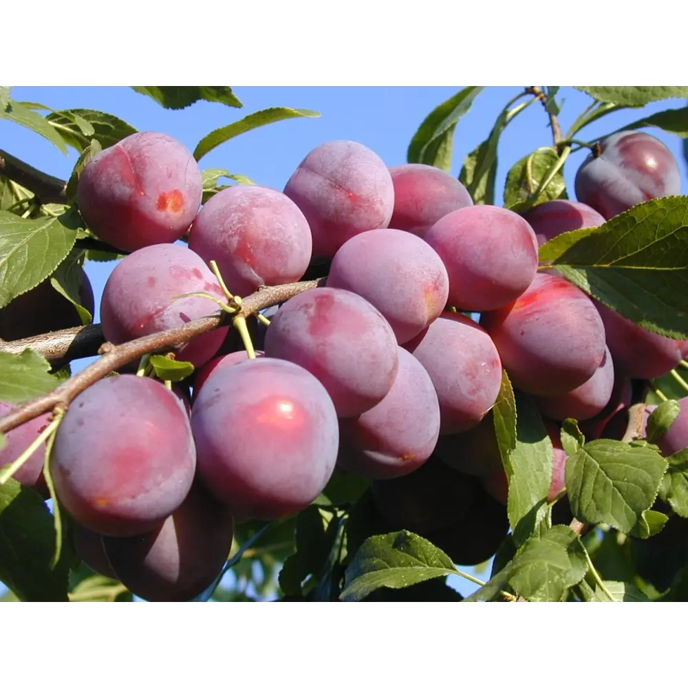 Алыча Найдена ø22 h120 см 84659527 STLM-2145090 PLANTMARKET 