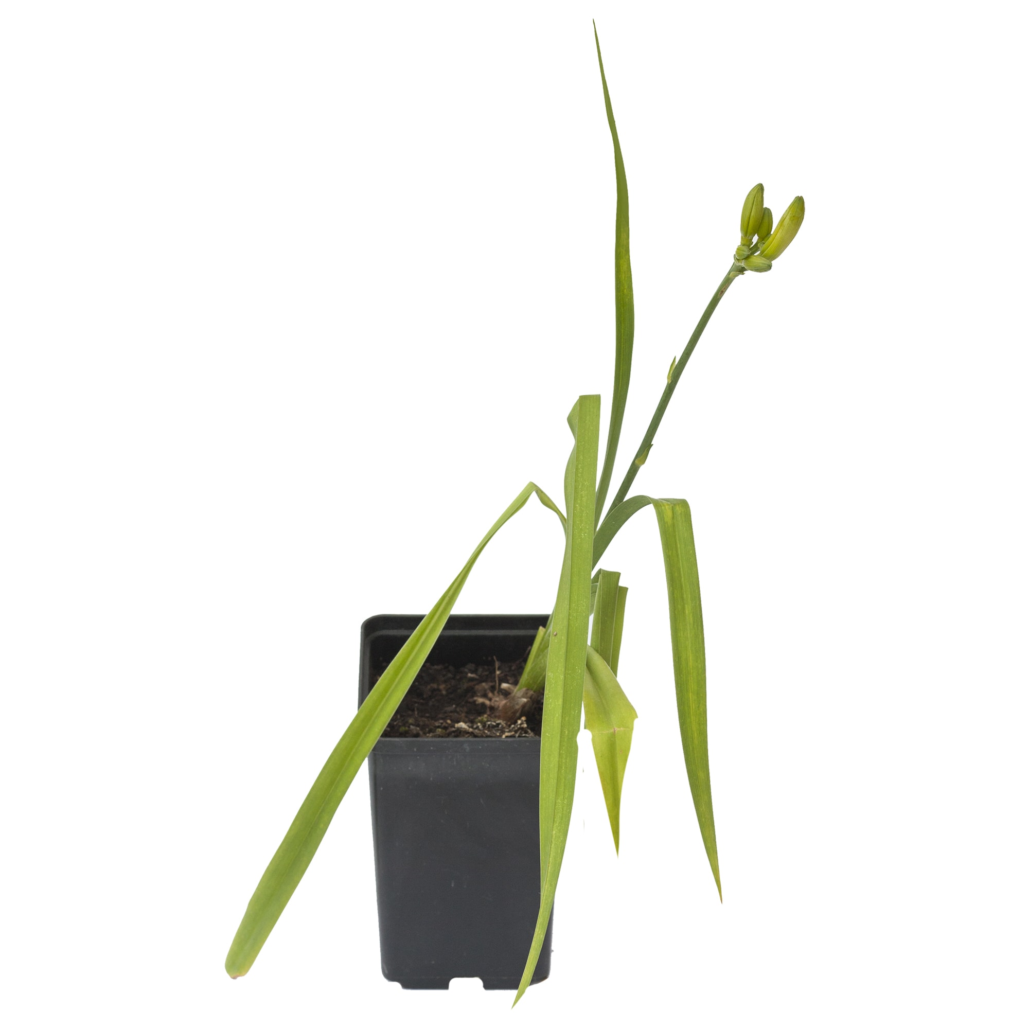 18321144 Лилейник С2 Santreyd 