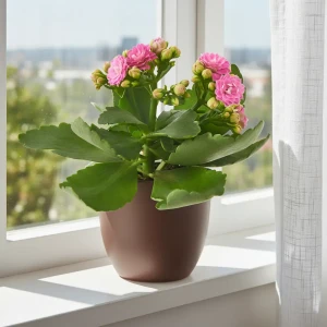Каланхое микс ø8 h15 см 89413084 STLM-2193566