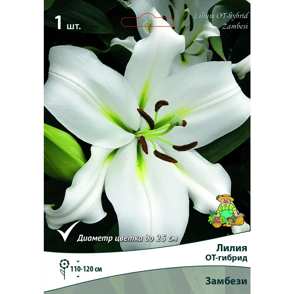 Лилия ОТ-гибрид Замбези луковица 14/16 83597430 STLM-2168514 Santreyd 