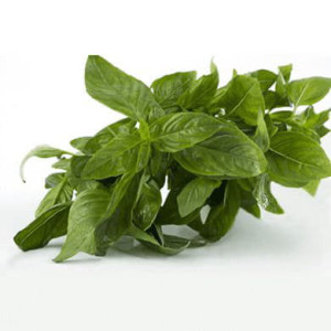 Базилик зелёный