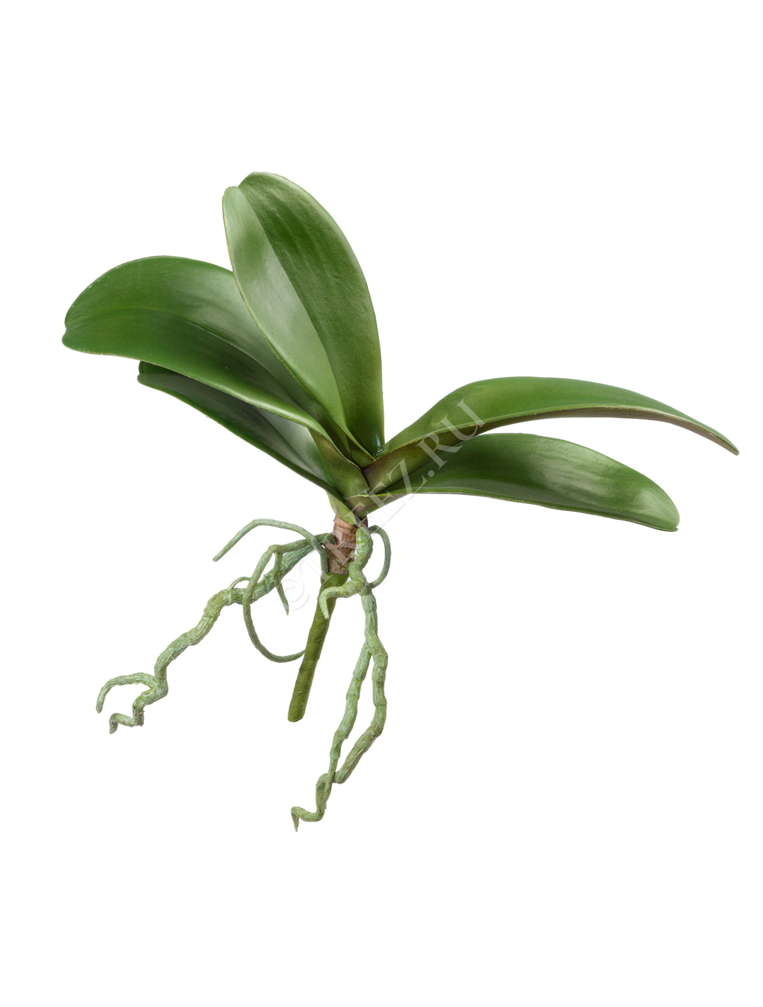 30.0616194 Листья Орхидеи Фаленопсис средние с корнями Цветочная коллекция 