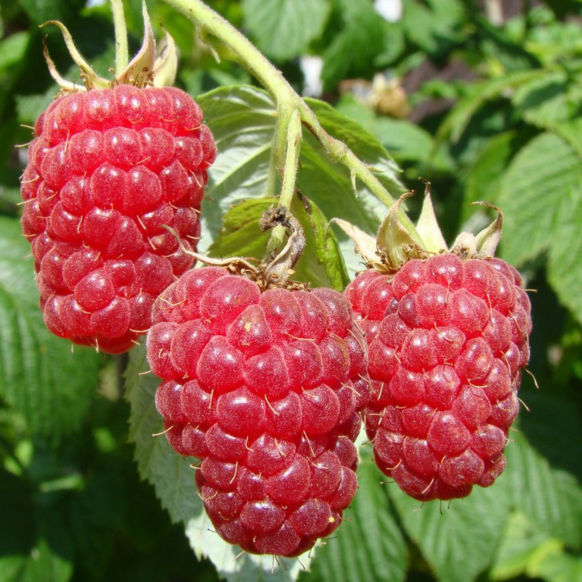 Саженец малины Рубиновое ожерелье 87691053 Santreyd STLM-0075032