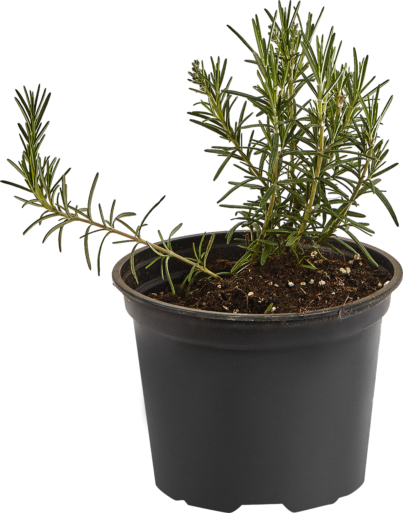 Розмарин лекарственный Santreyd - ароматная пряность для кулинарии и ландшафта 17897539 STLM-0008957