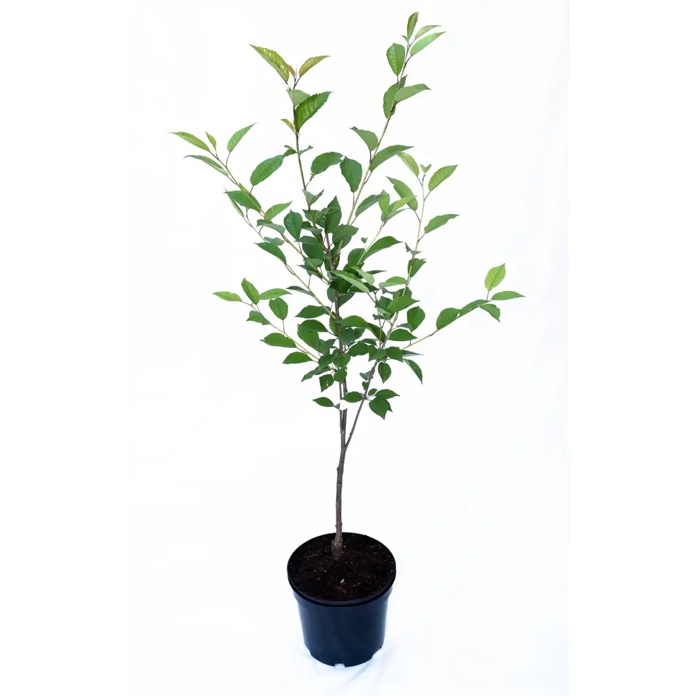 Santreyd Вишня микс - плодовый саженец для вашего сада 84815567 STLM-0055564