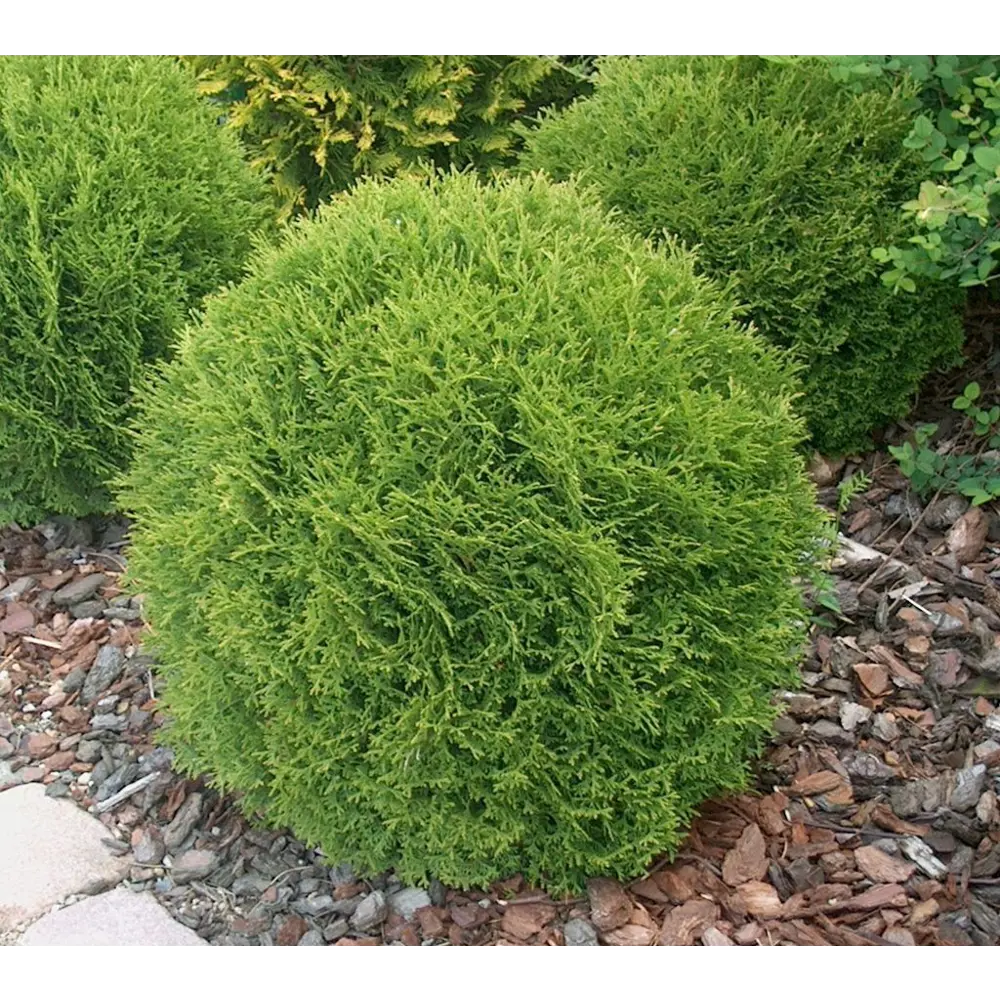 Туя западная Даника от Santreyd - вечнозеленый шаровидный кустарник 87718582 STLM-0954674