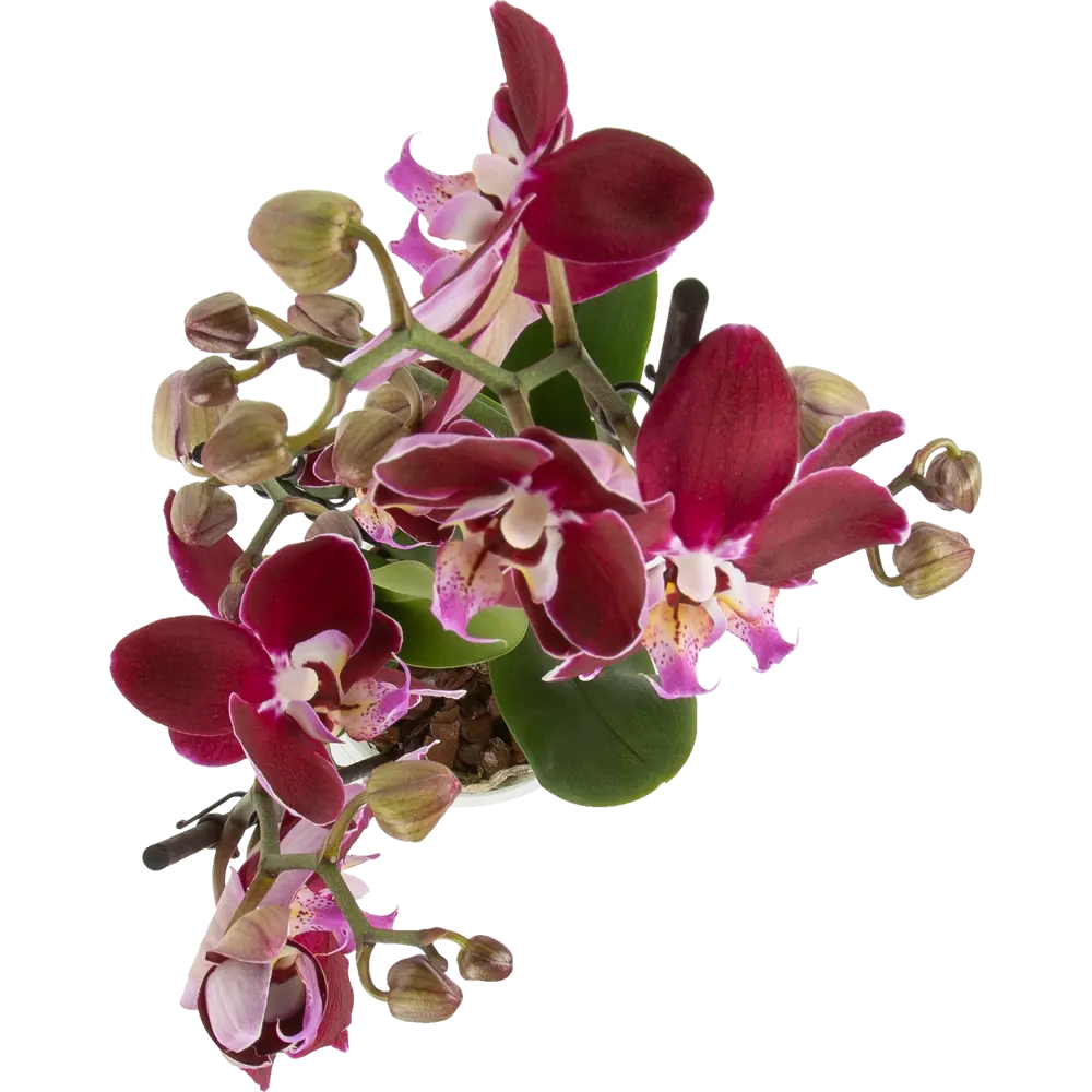 Орхидея Фаленопсис Магдалена ø12 h65 см Santreyd STLM-2128650 - Вид №1