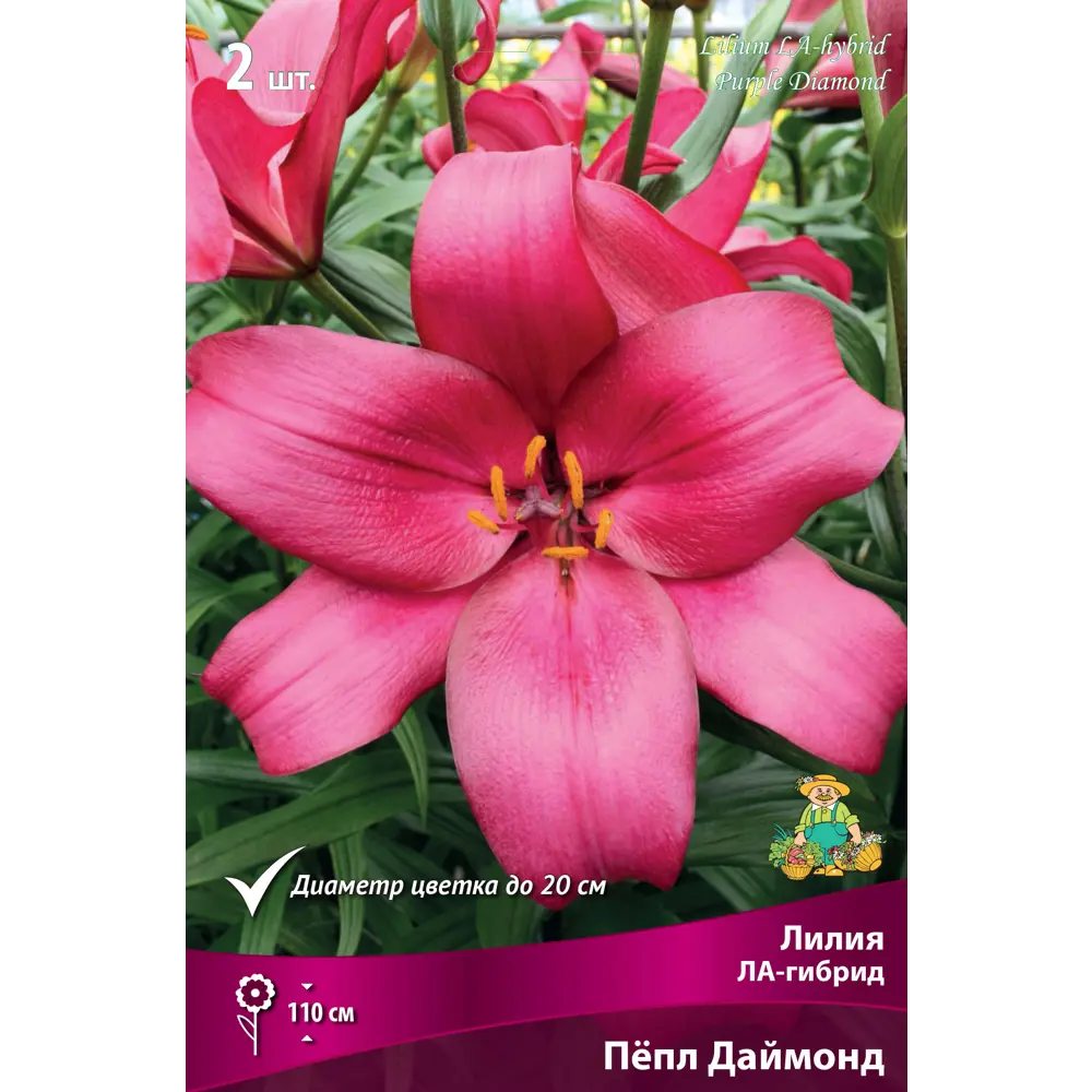 Лилия ЛА-гибрид «Пёпл Даймонд» размер луковицы 14/16 82662613 STLM-2062779 Santreyd 