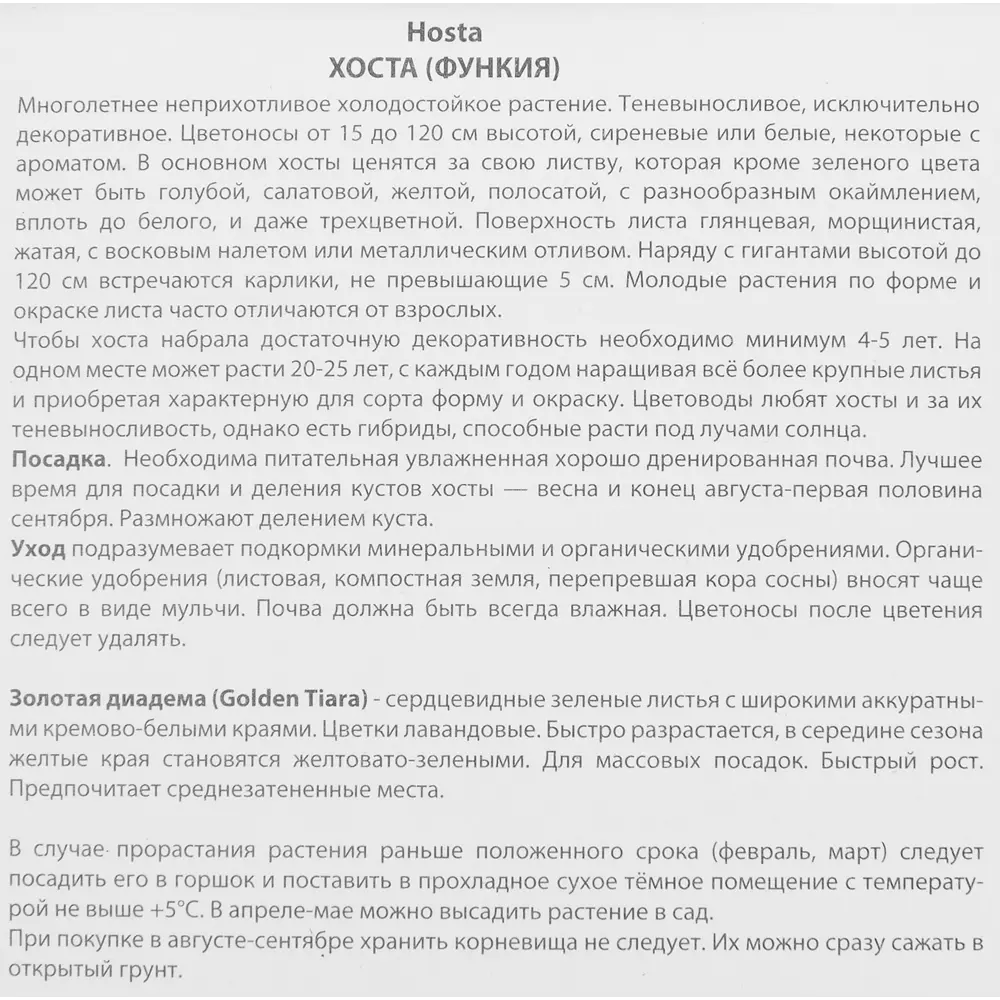 Хоста гибридная Голден Тиара 85205307 STLM-2136278 ПОИСК  - Вид №2