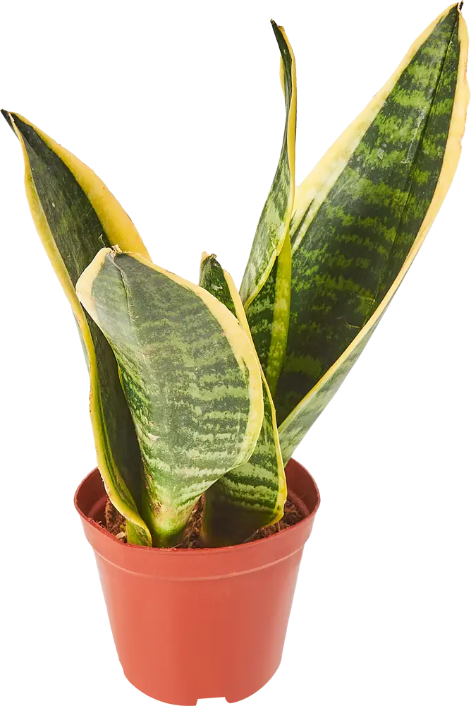 Santreyd Сансевиерия Лауренти — изящный суккулент с пестрыми листьями 85062723