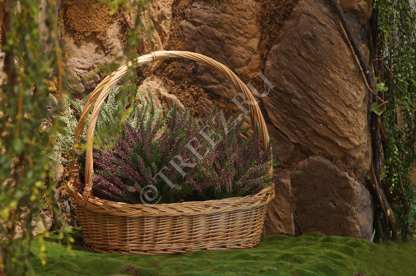 20.5938PU Эрика (вереск) большой куст тёмно-сиреневый Цветочная коллекция  - Вид №1