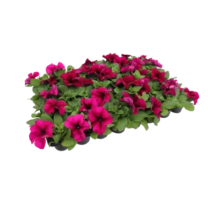 Петуния Грандифлора 40 шт 82253945 STLM-2127375