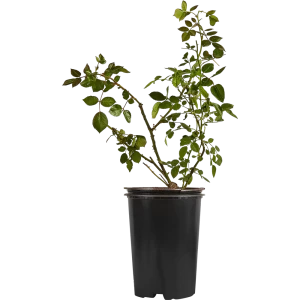 Роза плетистая Байкал ø19 h55 см