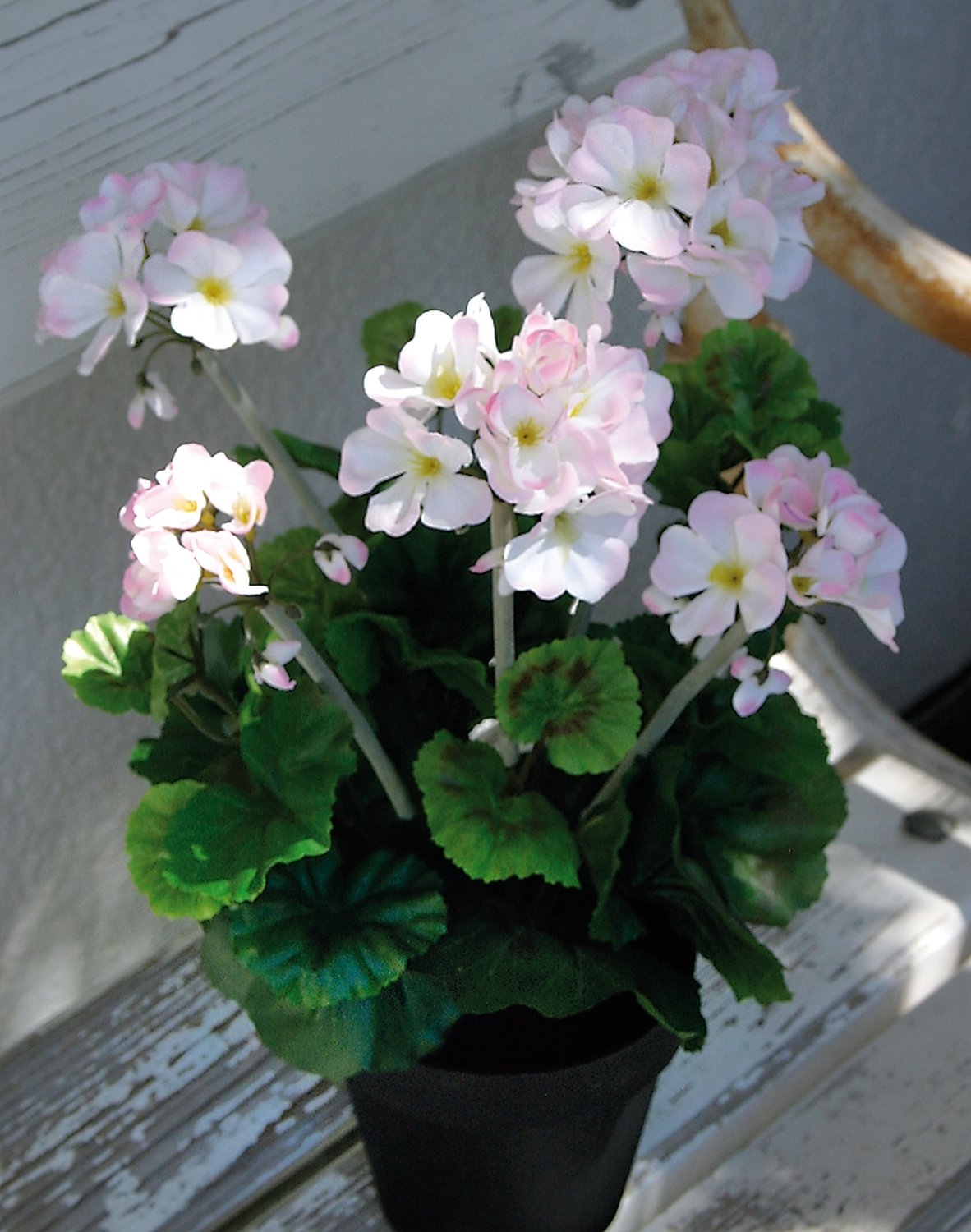 9847 705 a2 Герань шелковая, горшечная, 40 см, бело-розовая H-andreas 