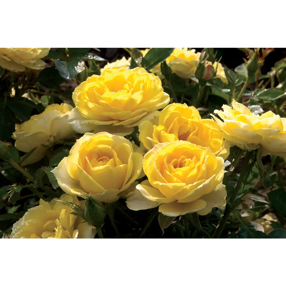 Роза миниатюрная Голд Симфони ø19 h55 см 84827392 STLM-2021506 PLANTMARKET  - Вид №3