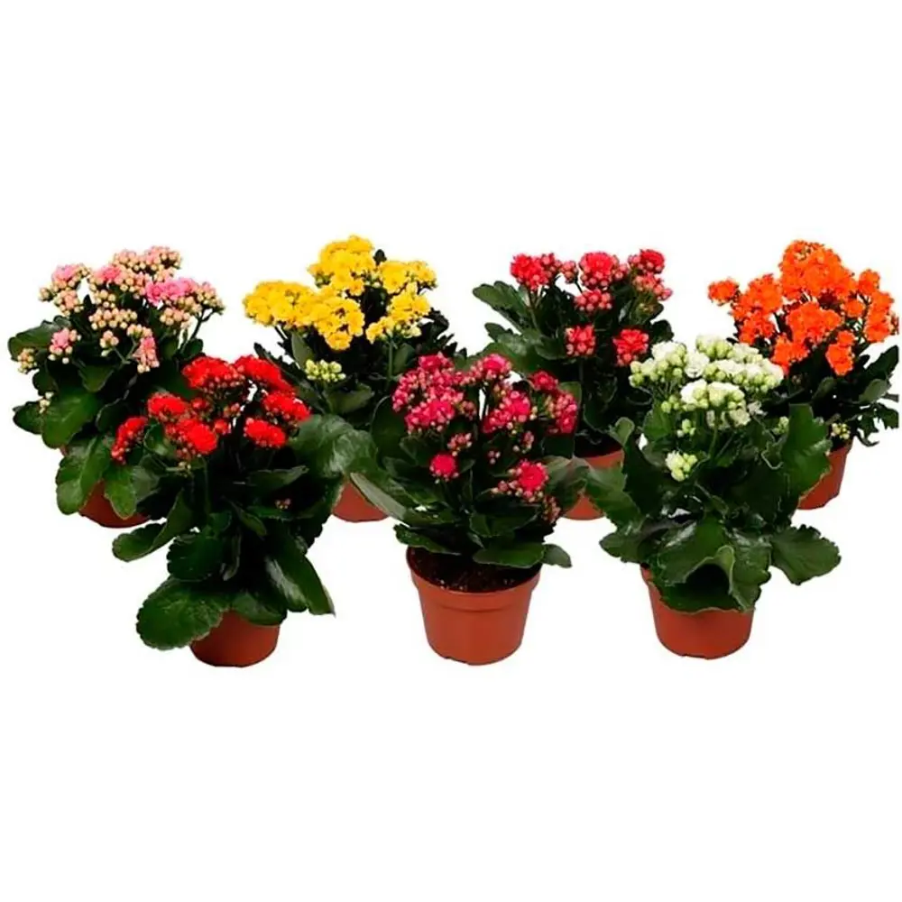 Каланхое двухцветное Спэшл микс ø9 h19 см 89352854 STLM-2089312 Santreyd  - Вид №4