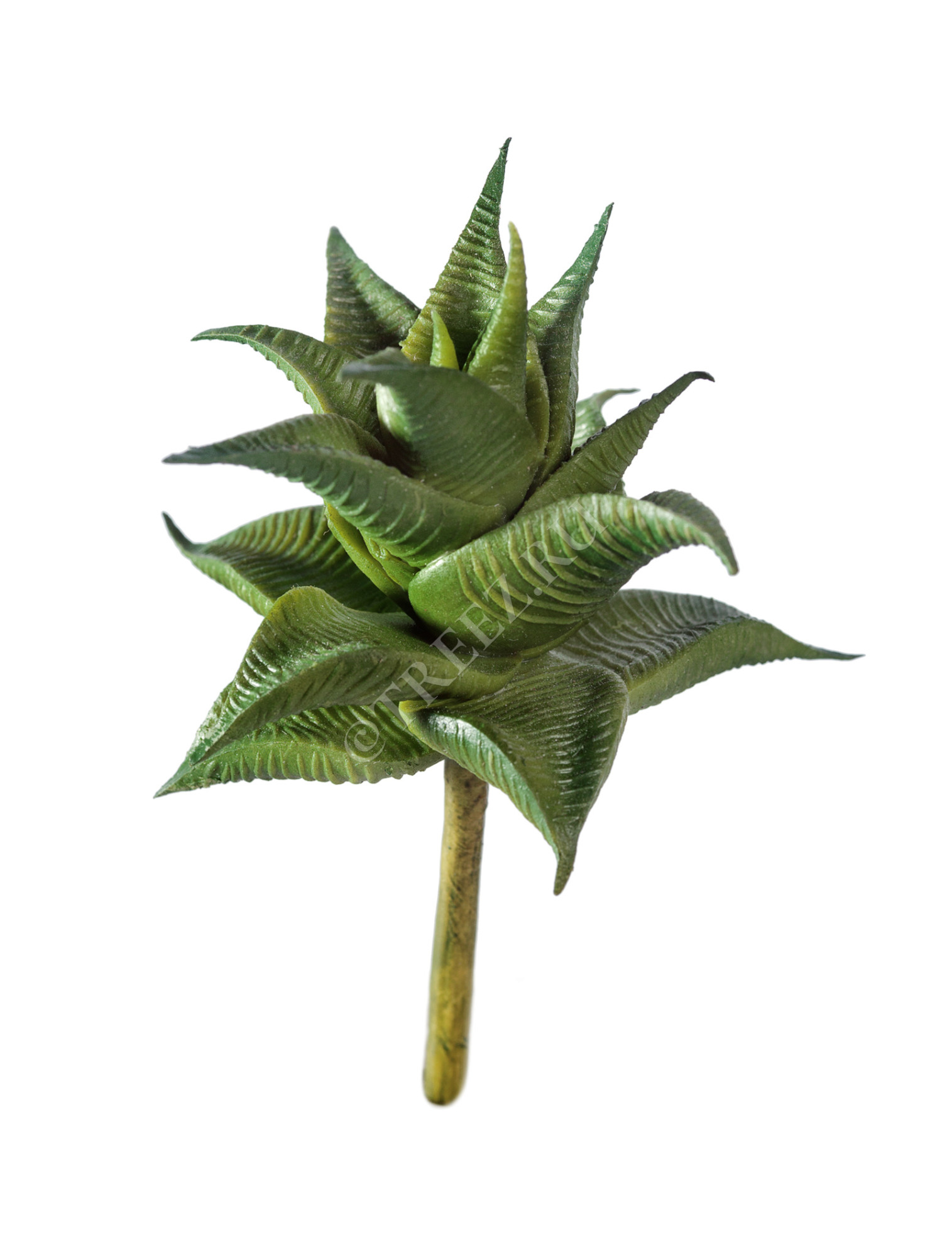 30.0610033 Мини-суккулент Хавортия Лимифолия Цветочная коллекция 