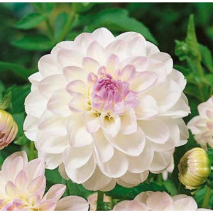 83760968 Георгина Виттем луковица II