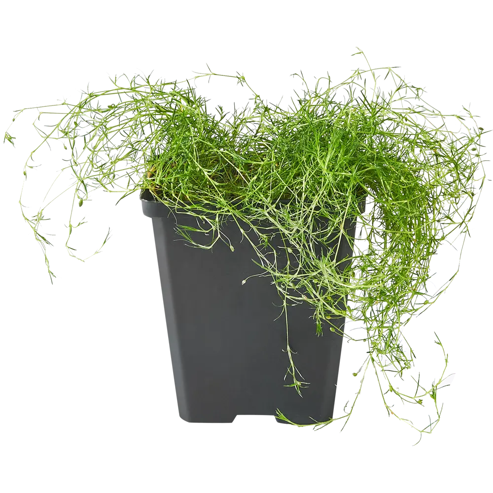 Мшанка шиловидная микс ø9 h30 см Santreyd STLM-2181692 - Вид №1