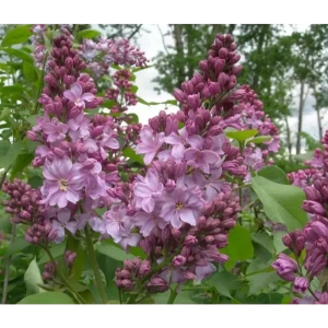 PLANTMARKET Сирень Маршал Бирюзов - саженец с бирюзовыми соцветиями 89365248