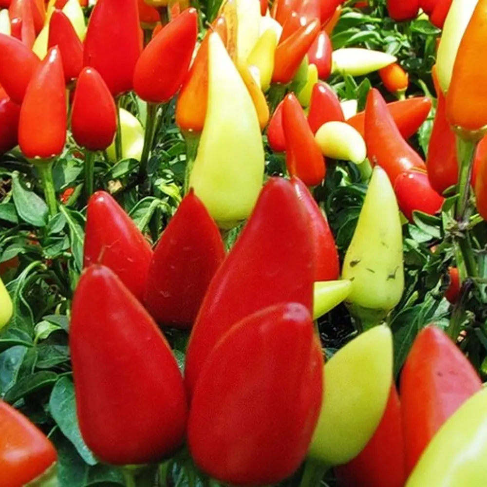 Семена Перец кустарниковый «Невеста» ГАВРИШ STLM-2185234 - Вид №1