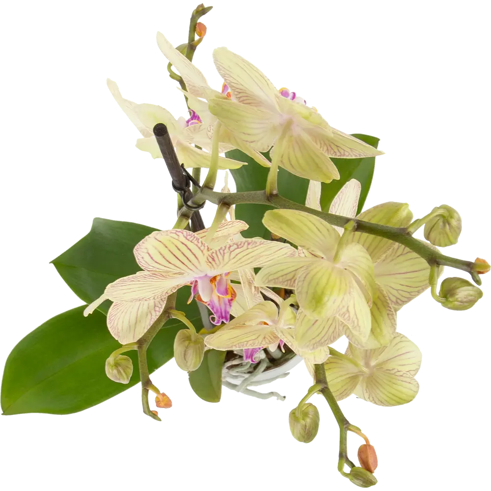 Орхидея Фаленопсис Торино ø12 h65 см Santreyd STLM-2042453 - Вид №2