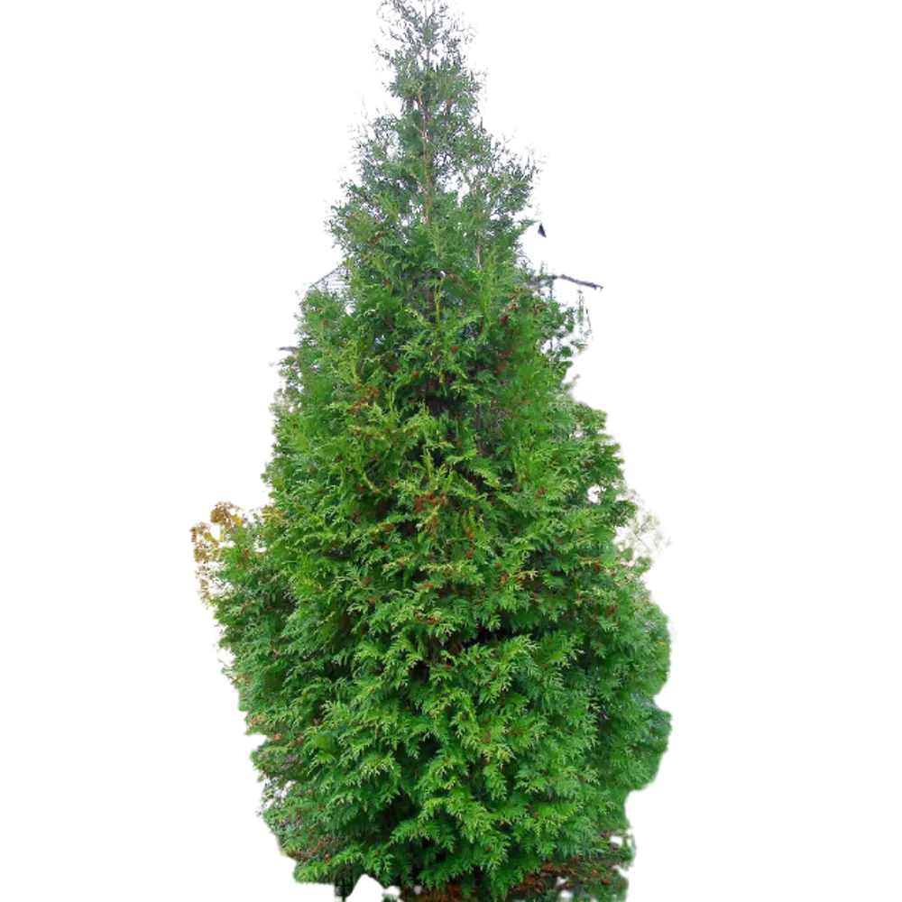 Туя западная Брабант ø40 h160 см 84832884 STLM-2068739 PLANTMARKET 