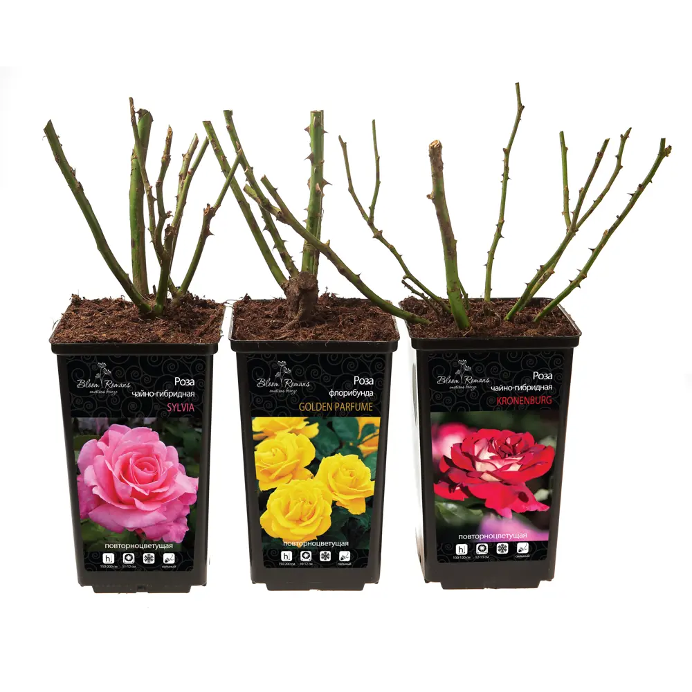 Santreyd Парковая роза микс - изысканное украшение сада 84721377 STLM-0054018 - Вид №3