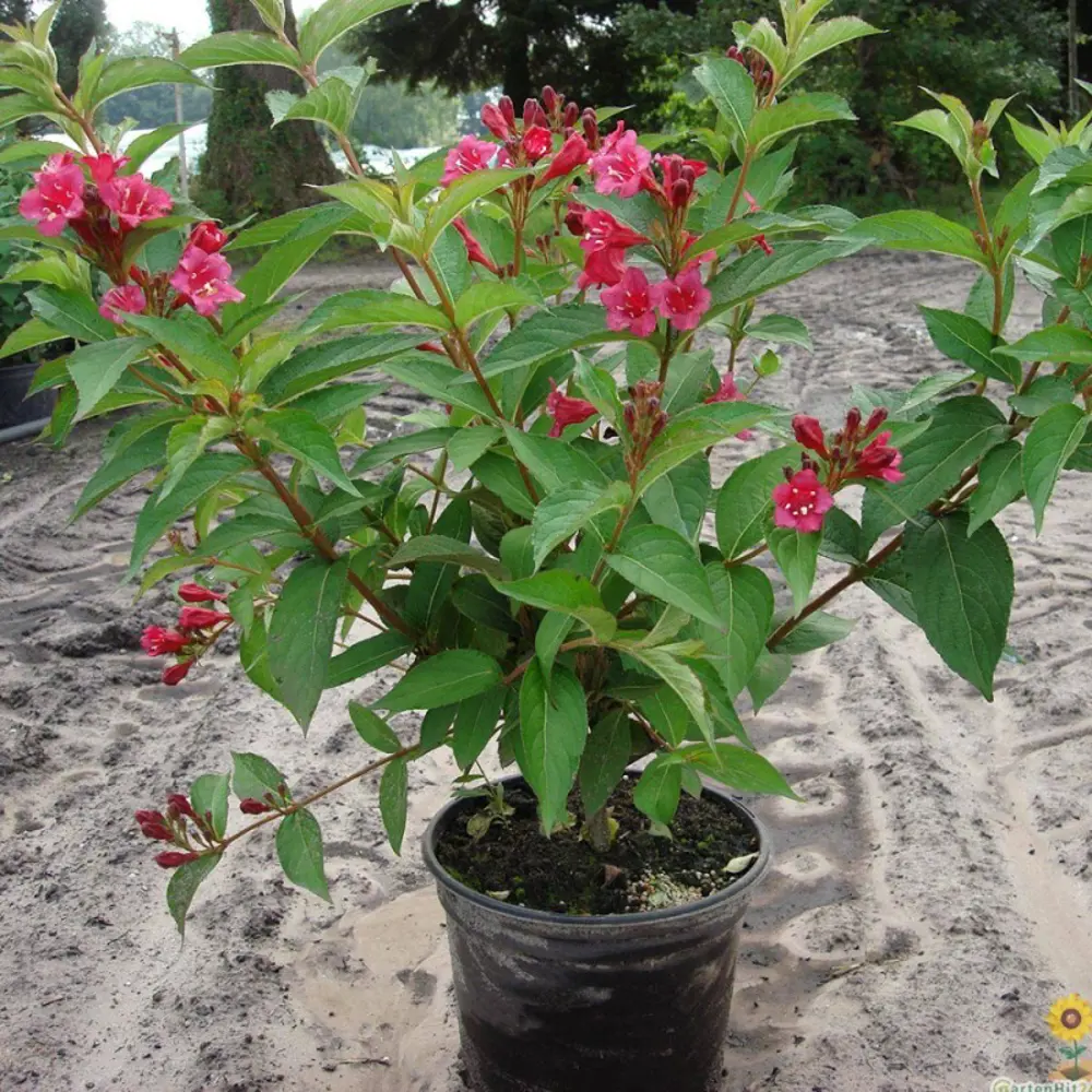 Вейгела Цветущая Бристоль Руби ø15 h60 см 84828874 STLM-2090288 PLANTMARKET 