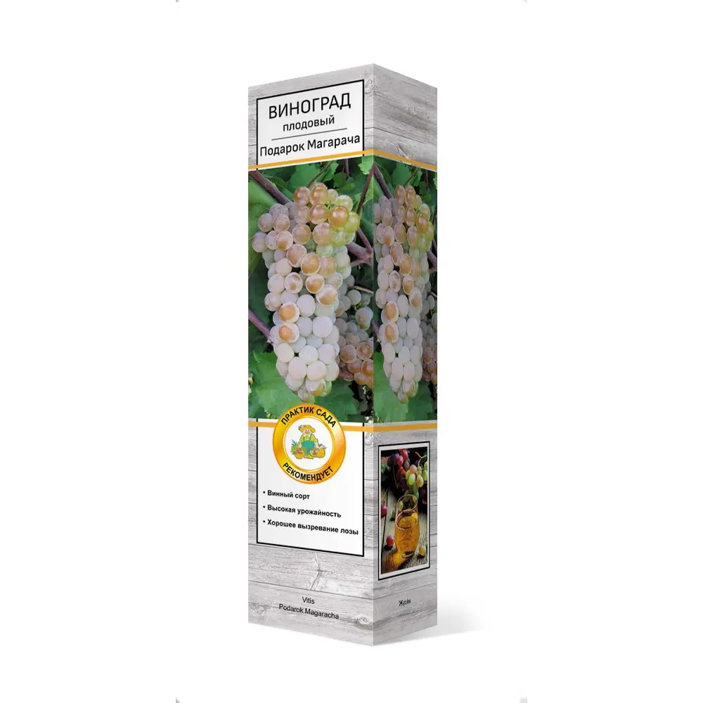 Виноград плодовый Подарок Магарача h37 см 83791350 STLM-2176303 Santreyd 