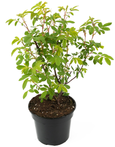 Саженец розы канадской Therese Bugnet 25 см 84841602