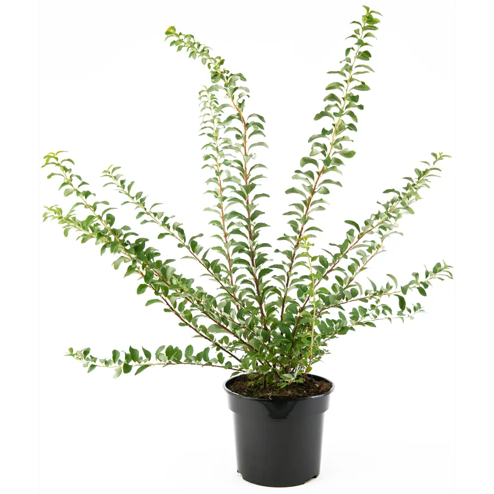 Santreyd Спирея Snowmound - белоснежный фонтан цветов 85292556 STLM-0060897