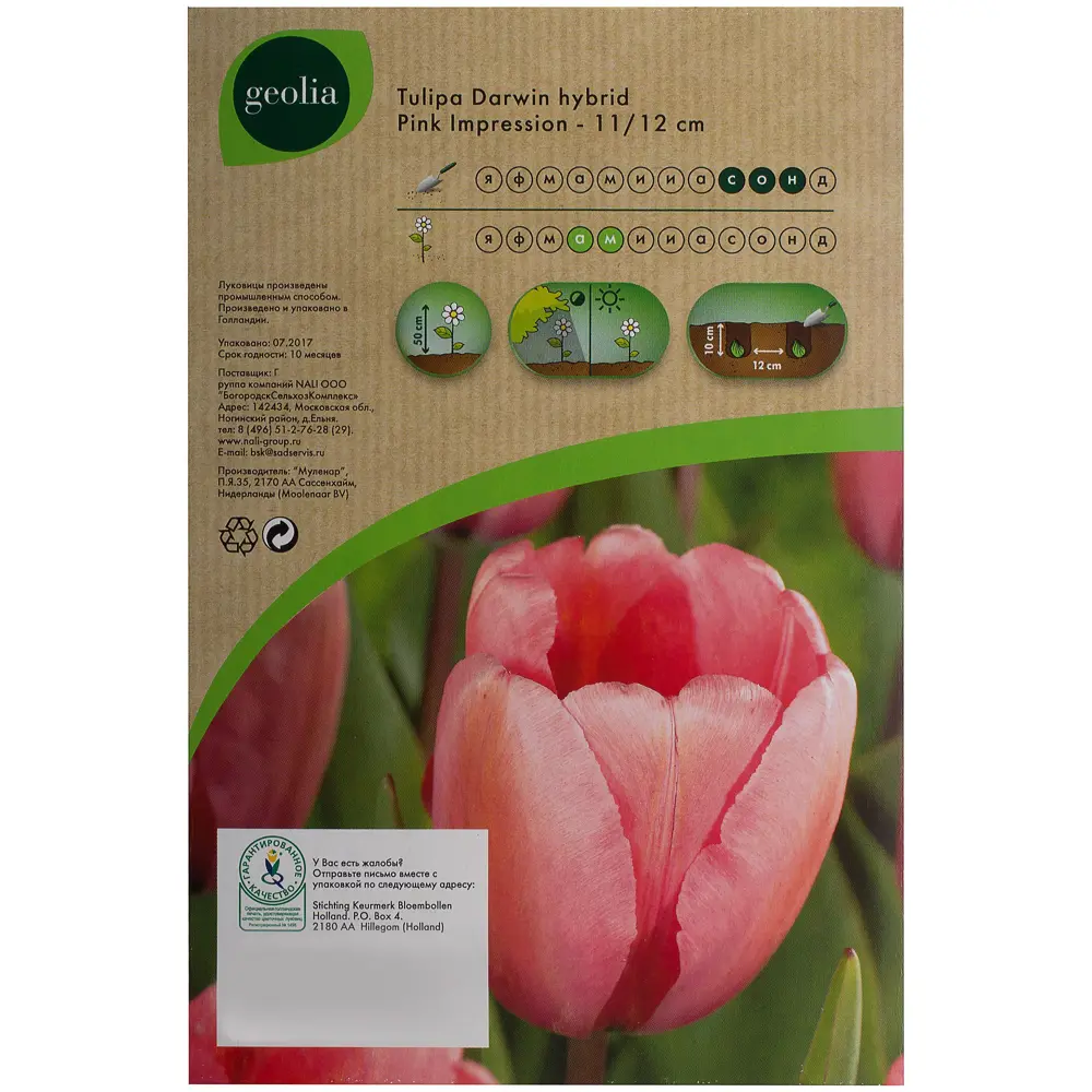 Тюльпан Pink Impression GEOLIA 11/12 18658951 STLM-2189320  - Вид №2