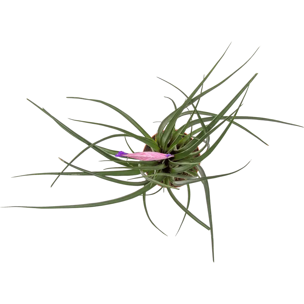 Тилландсия Анита Santreyd - воздушное растение с розовыми соцветиями 82399671 STLM-0026488 - Вид №1