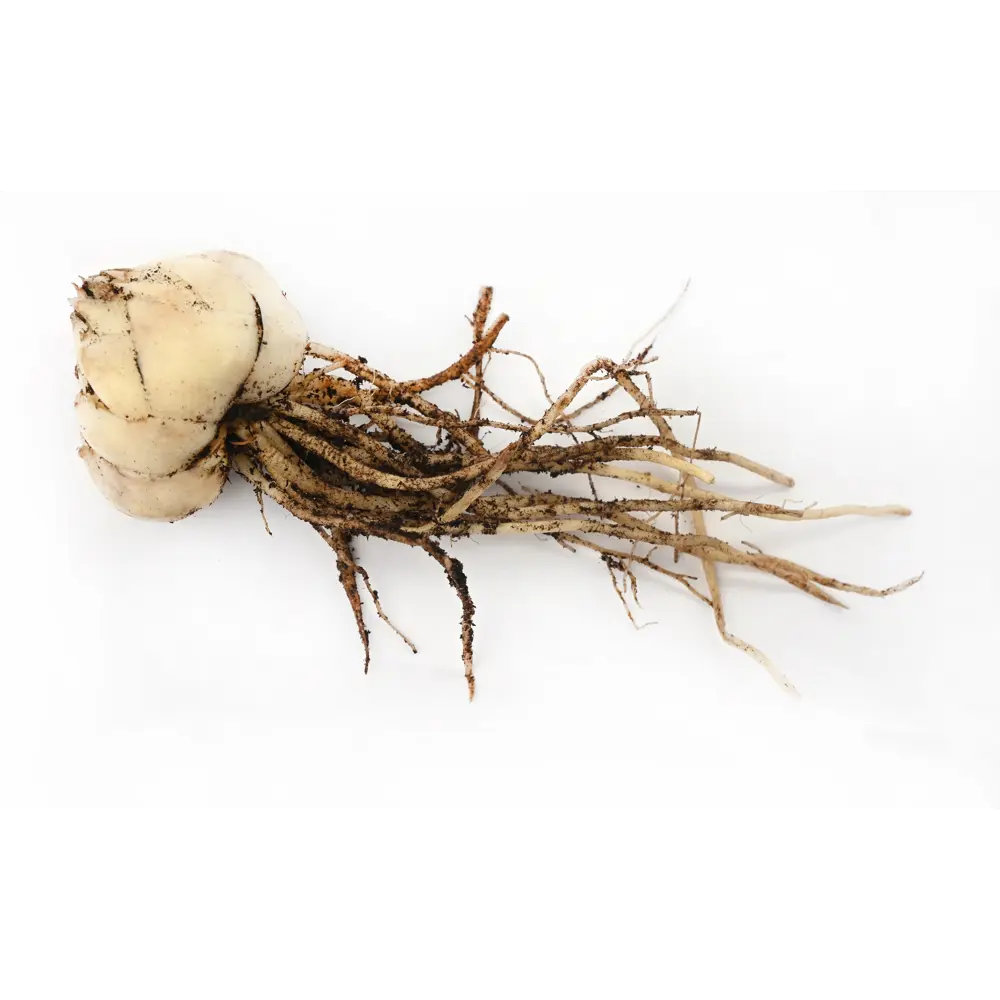 Лилия Geolia ла-гибрид Фанжио STLM-2181143 - Вид №2