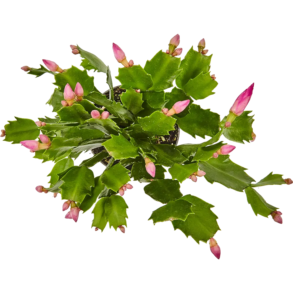 Santreyd Рипсалидопсис микс - пасхальный кактус с ароматными цветами 14750603 STLM-0005095 - Вид №1