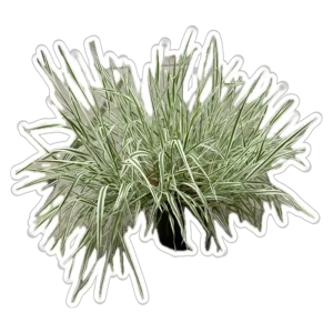 Саженец цветущего многолетника Холкус для сада 89433282