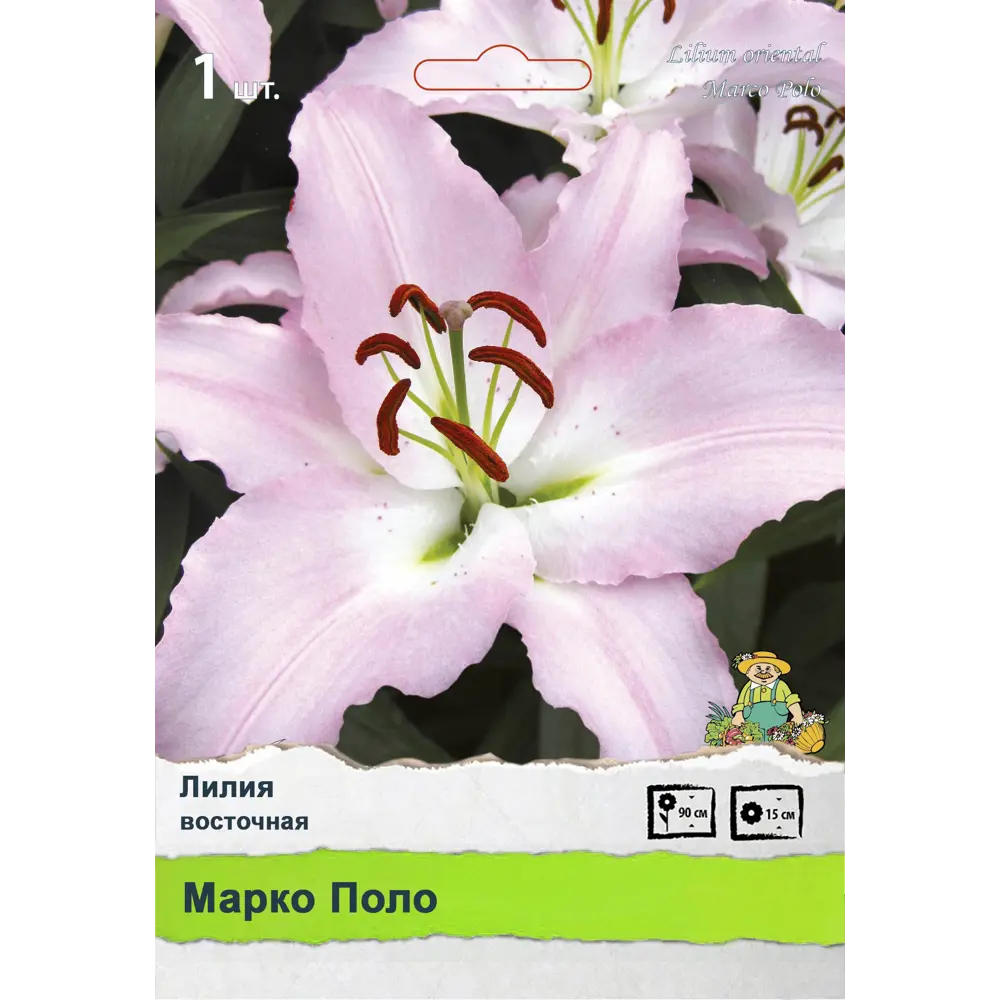 Лилия Промо ПОИСК STLM-2102488