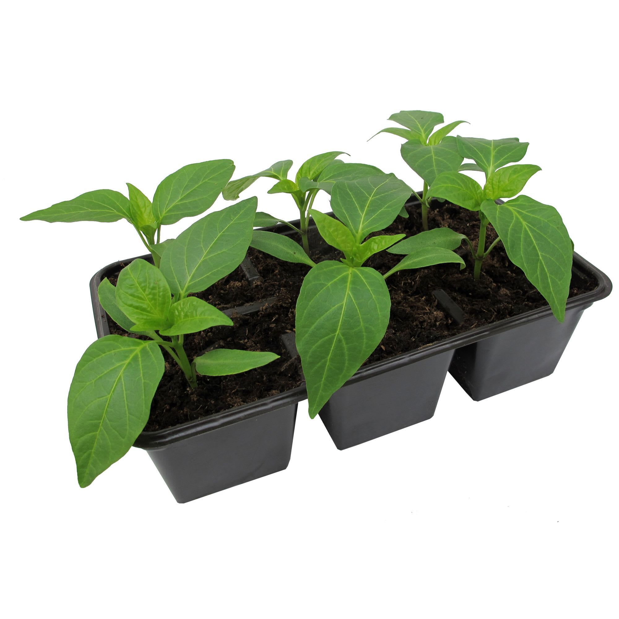 84299098 Перец сладкий, в кассете, 6 шт Santreyd 