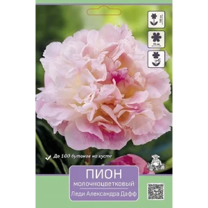 Пион молочноцветковый Леди Александра Дафф