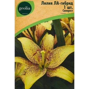Лилия ла-гибрид Санкрест 86408634 STLM-2017841