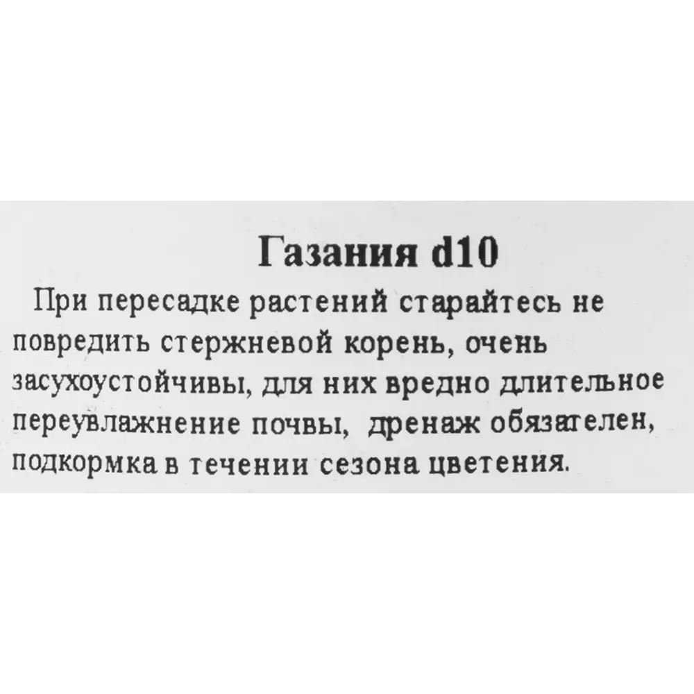 Santreyd Газания - ароматный многолетник для сада 83248418 STLM-0039945 - Вид №1